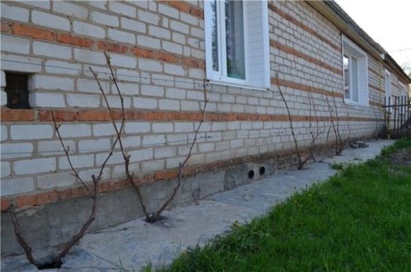 Виноград в Беларуси: какие сорта выбирать и как за ними ухаживать?