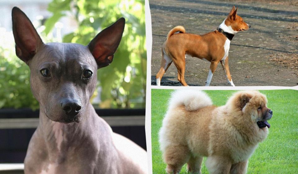 10 чистоплотных пород собак, идеально подходящих для вашего дома