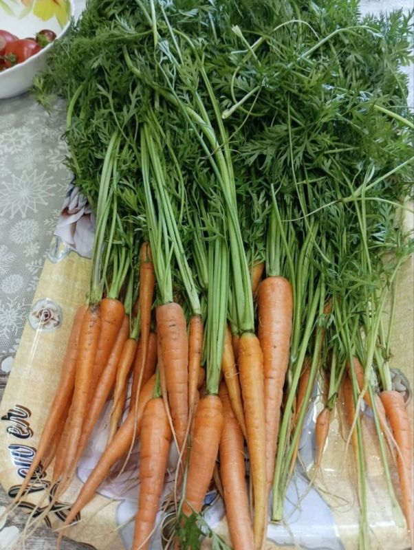 Как премудрости садовода помогают спасти урожай моркови в дождливое лето