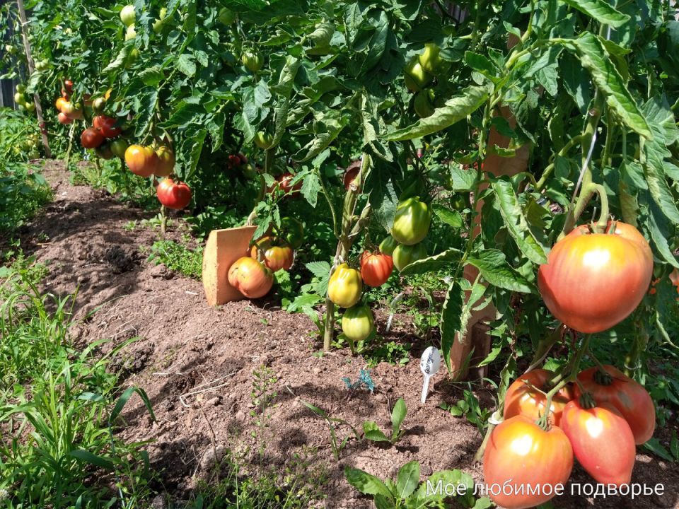 Необычайный урожай: как южное солнце изменило огороды на Урале