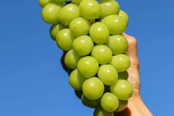 Виноград Шайн Мускат: Секреты Успешного Выращивания Ароматного Чуда