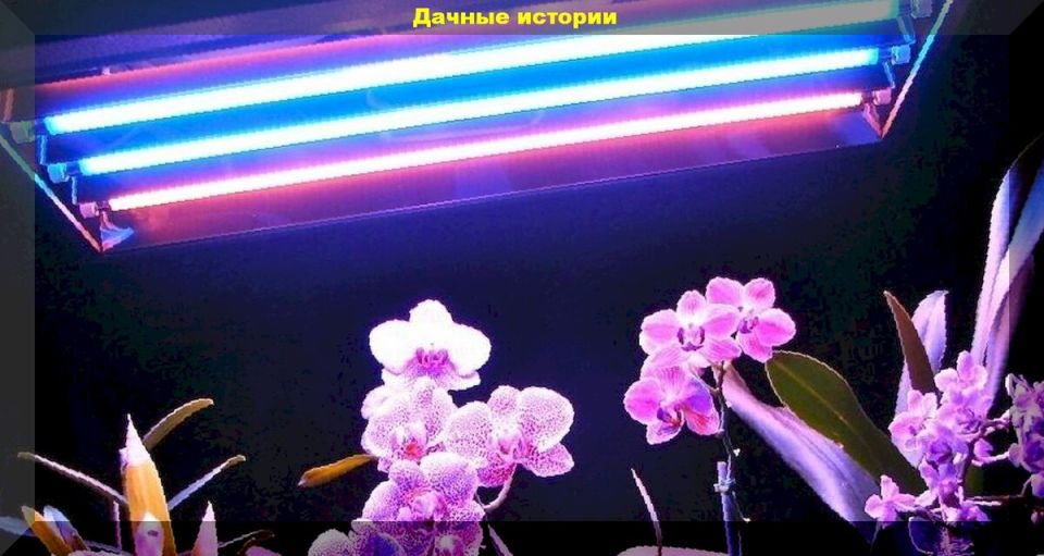 Экономия на подсветке рассады: есть ли смысл заменять фитолампы энергосберегающими?