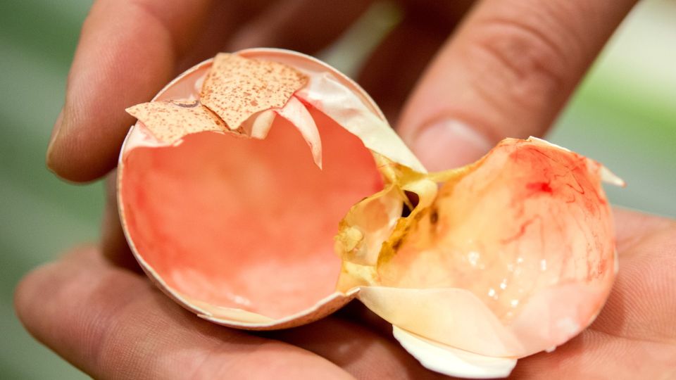 Бесплатно и натурально: за какие пищевые отходы дачный участок скажет спасибо