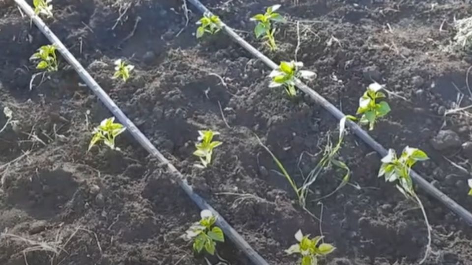 Эффективные методы посадки перца: секреты урожайности и силы растений