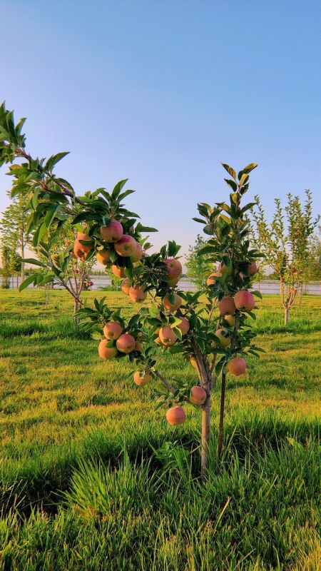 Яблоня: секреты успешного роста и богатого урожая