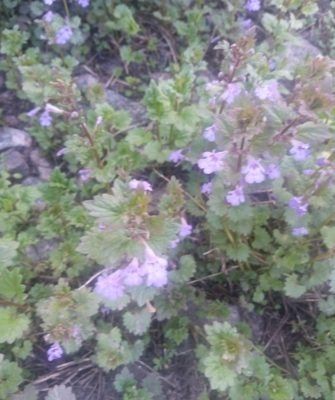 Будра плющевидная: удивительный цветок с полезными свойствами и скрытыми опасностями