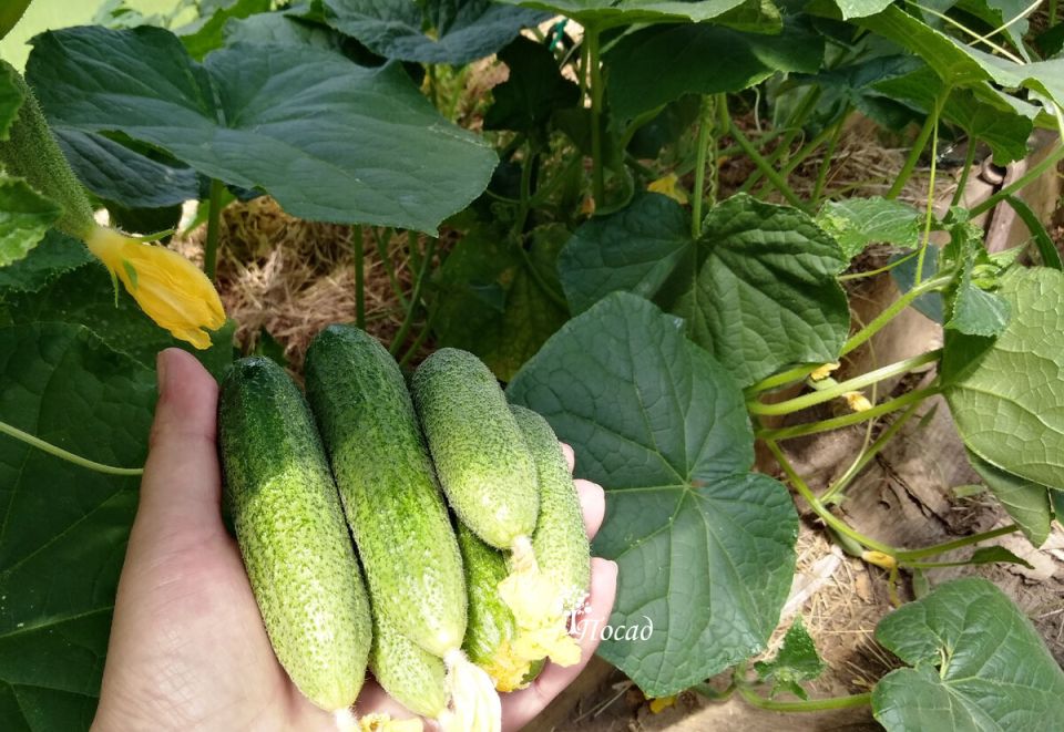 ��������� ����� �� ��������: ���������� ������� �� ������ �� �������