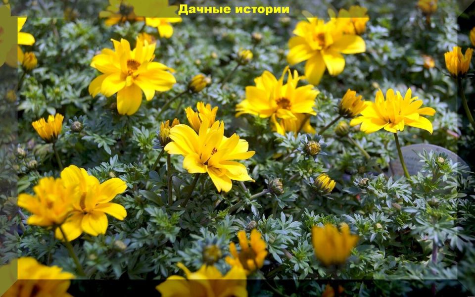 ���-20 ������ ��� ������� �������: ������� ��� ������ �����