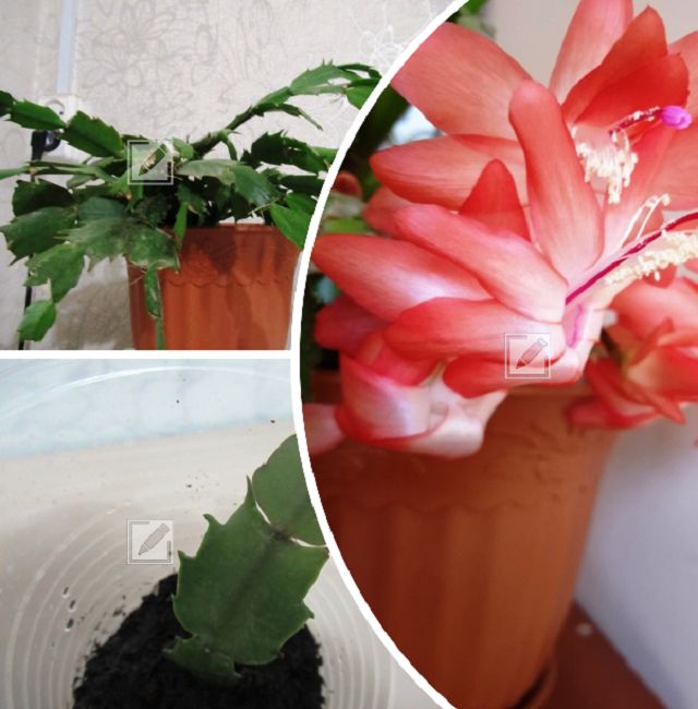 ���� �� ������������ � ������ ������