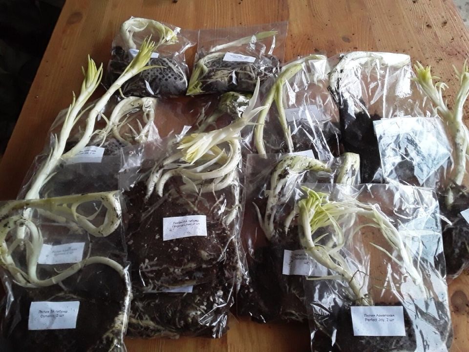 ������� �����: ����� � ����������� ���������