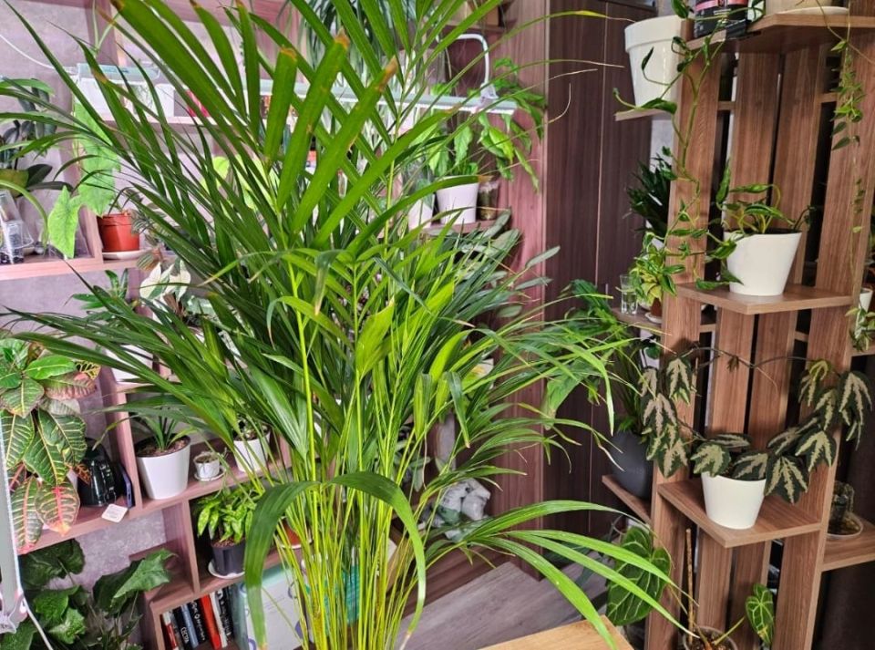 ��� �������� ����������� ������ ��� ��������� ������� ��������