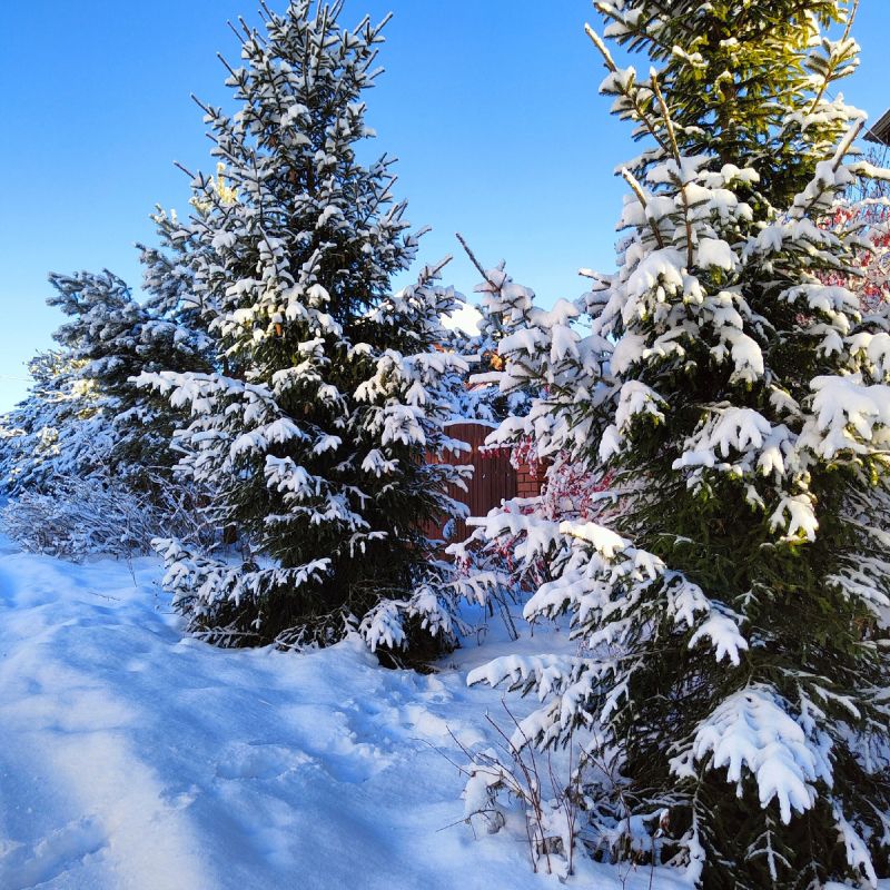 Зимние ужины: вкусные рецепты и уютные традиции на старом новом году