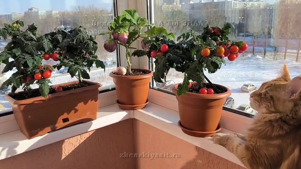 ��� ������� ������ ������ �� �����������: ������� ��������� ����������� ������