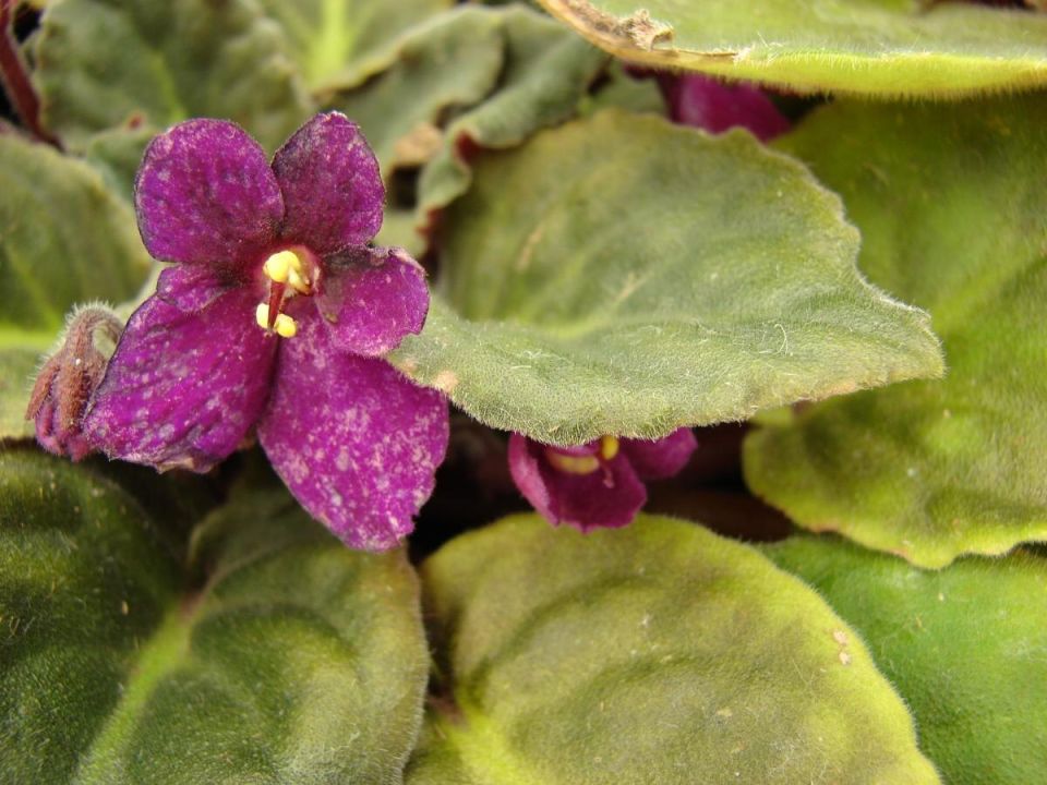 ��� ��������� ����� �������� ������� ����������: ������� ��������� �����