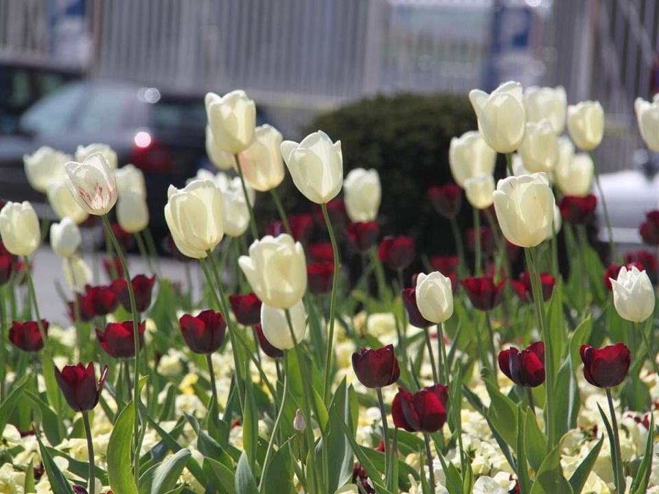 �������� �������� �� ����� �������: ��� �������� �����, ���� �� ������ ������