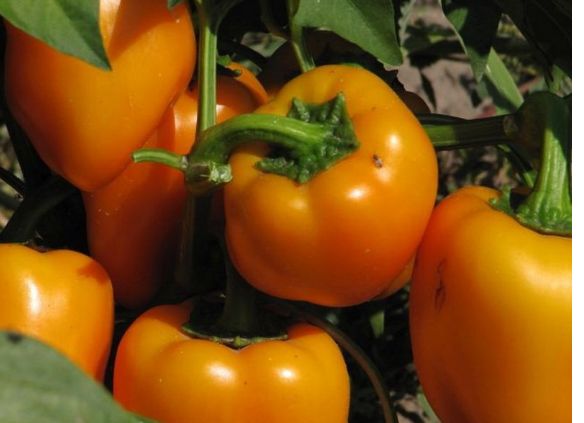 ����������� �������� �����: ������� � ������ ��� ��������� ������