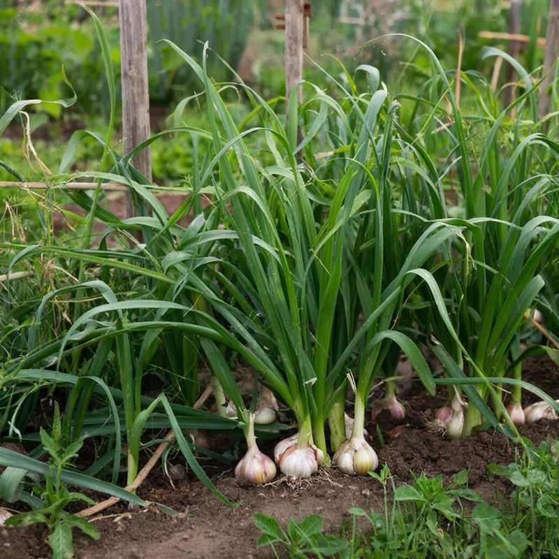 ��������� �������: ������� ����� � ���������� ������������