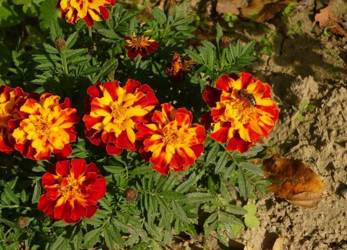 ��� ��������� �������� �������� � ����