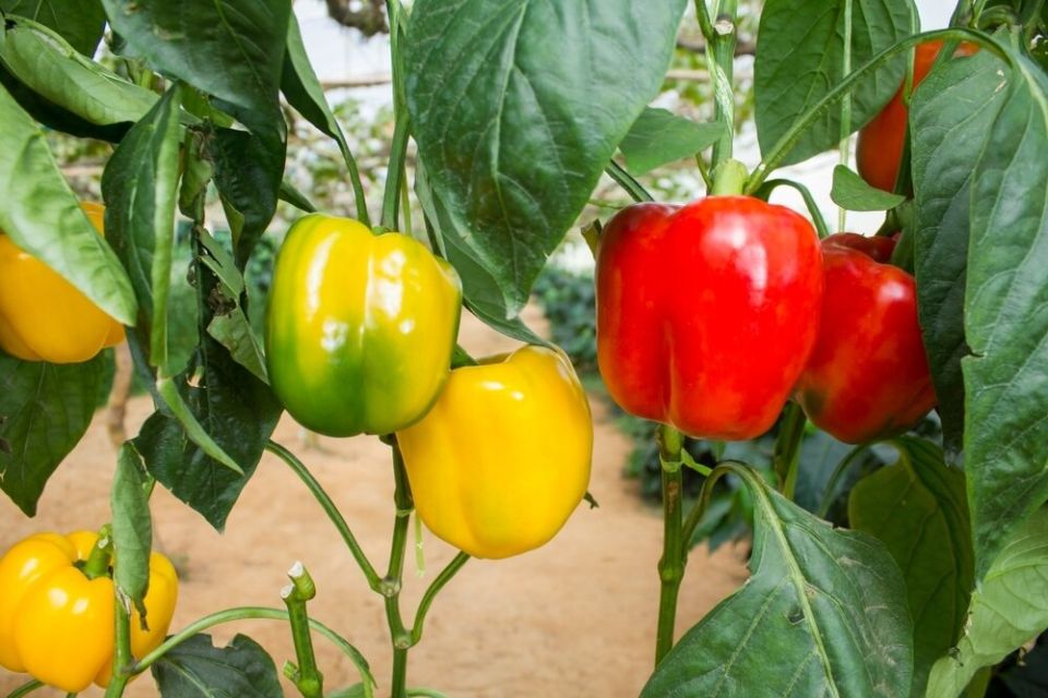 ������� � ������: �������� ����� ������ �� ��������� ������