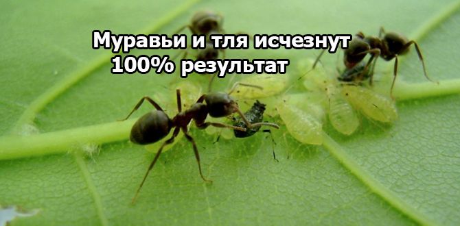 ��� ���������� ���������� �� �������� � ��� �� ����