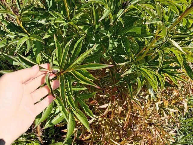 ������� ����� �� �������: ����� � ��� �������� ��� ������� ��������