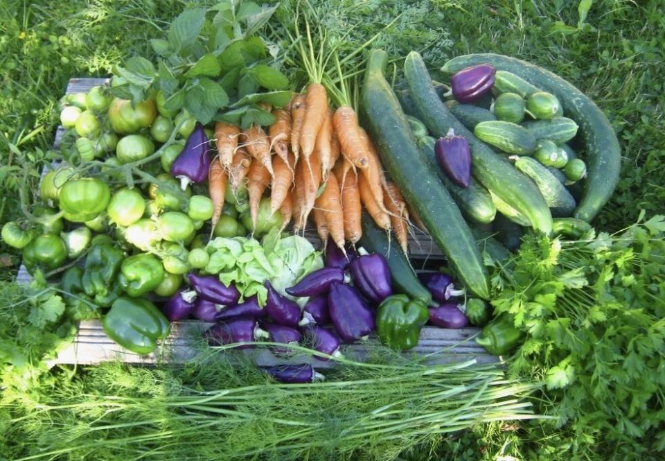 Как подготовить органическое хозяйство к новому сезону: 6 простых шагов