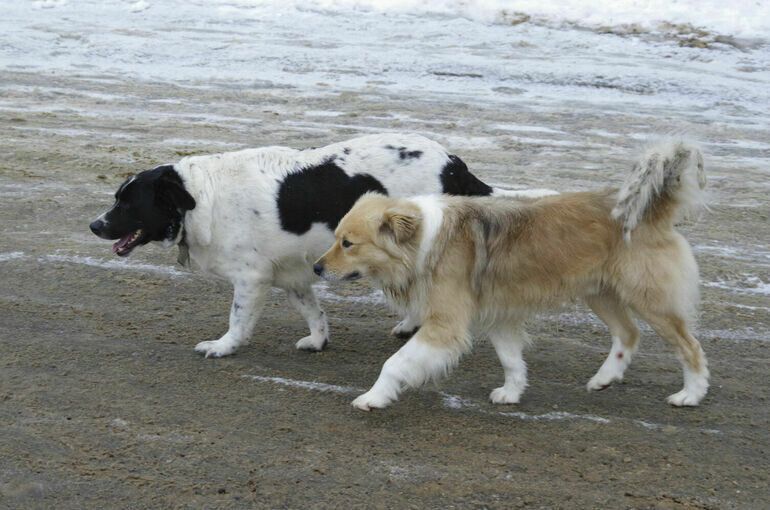 Контроль за содержанием животных может перейти под контроль МВД