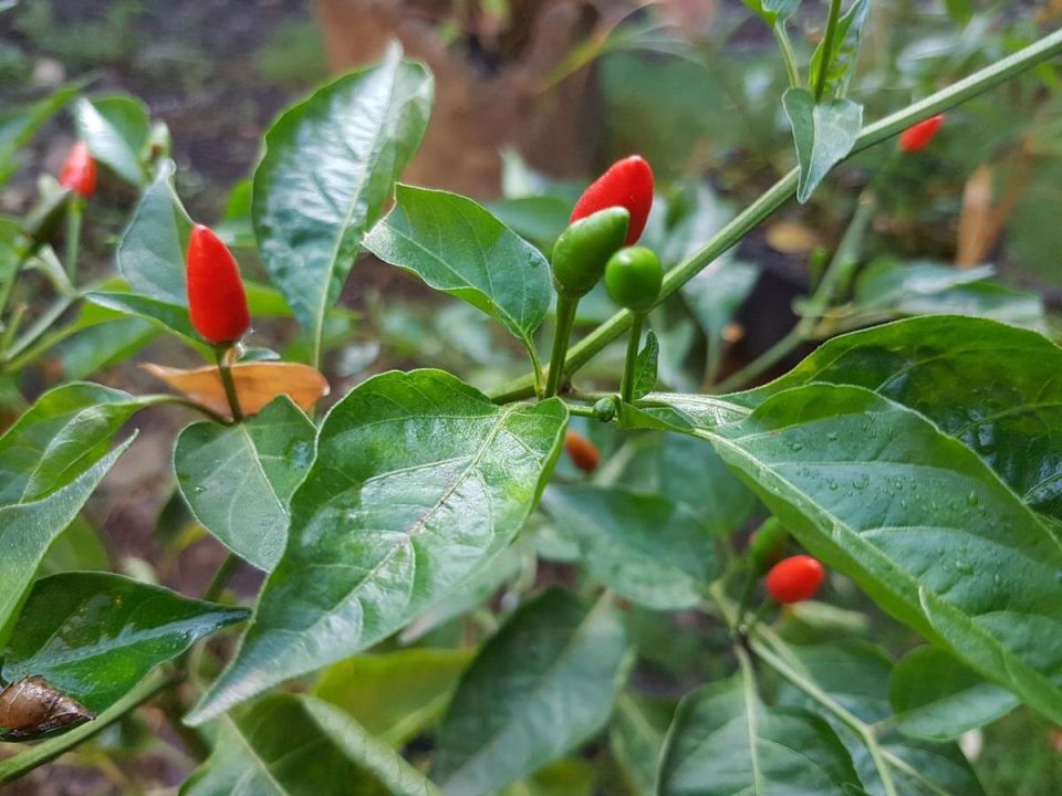 ��� ��������� ����� ����� �� �����: ������� ������� � ������