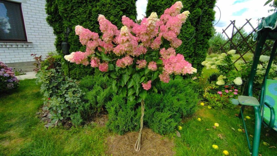 ��� ������ ���� � ��������� ��� ��������� ��� ������ �����