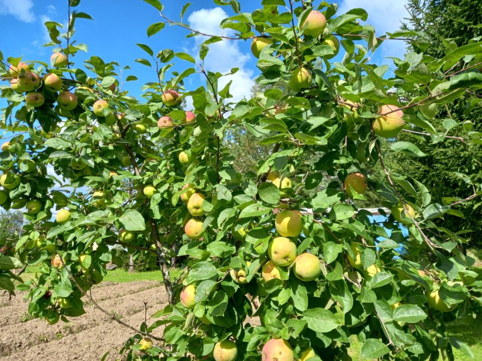 Картошка из деревни: урожай, семейные заботы и осенние рецепты