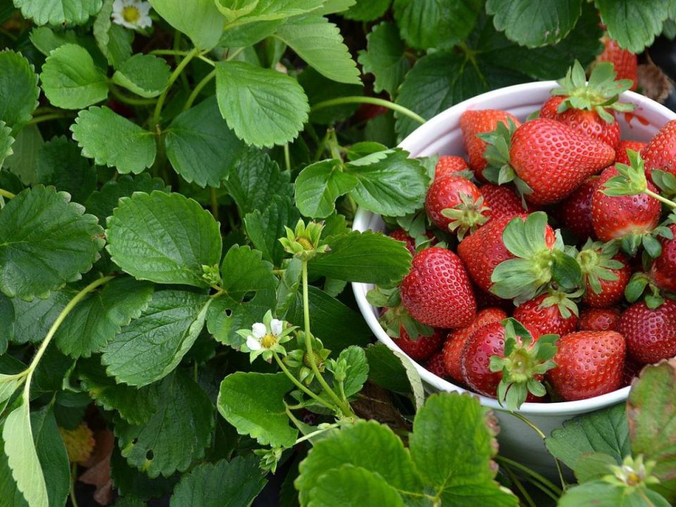 ��� ��������� �������� � ������: ���������� ������� ��� ���������� �������