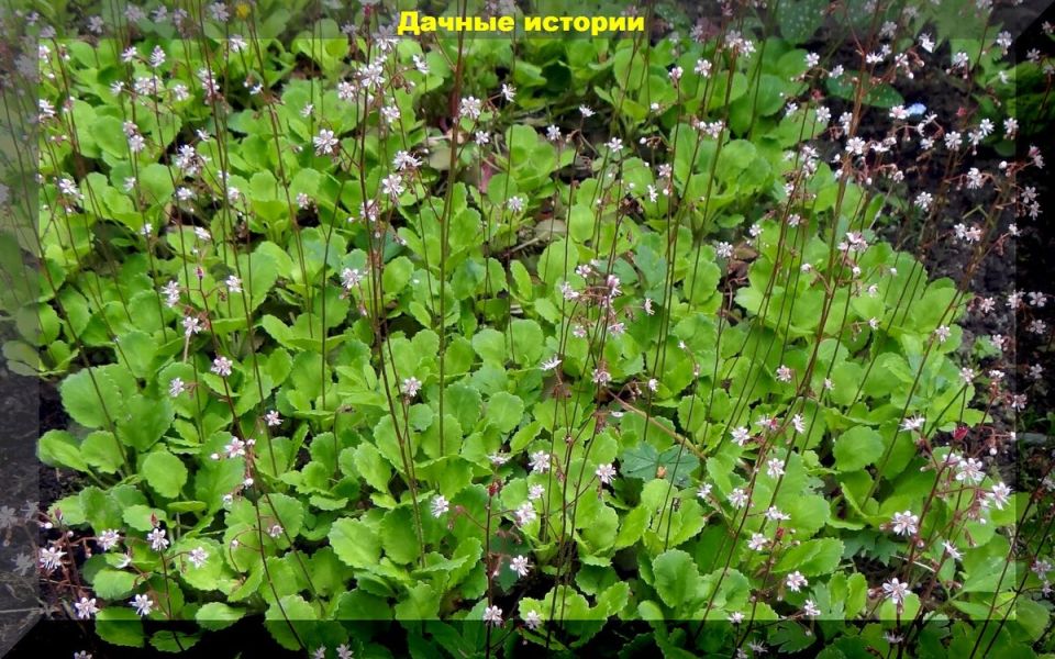 Минимум забот: неприхотливые цветы для вашего сада