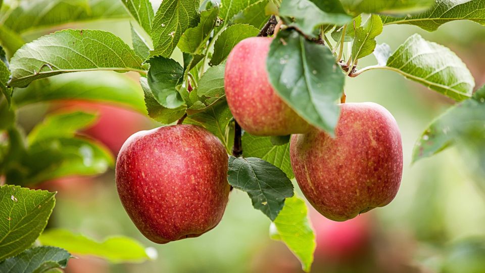 � ������� ������ ��� ������ ���: ������ ������ �������� �������