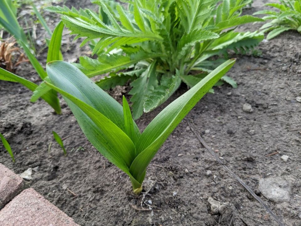 Безвременники: удивительные осенние секреты для вашего сада