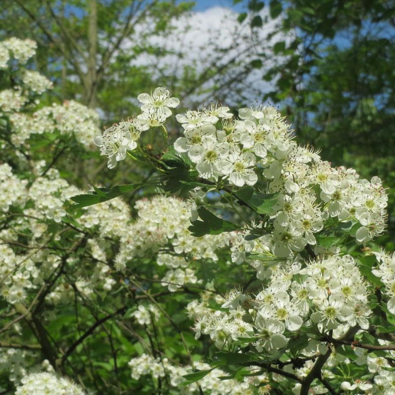 ������ ��������� ������ ��������� ���������� ������ ����