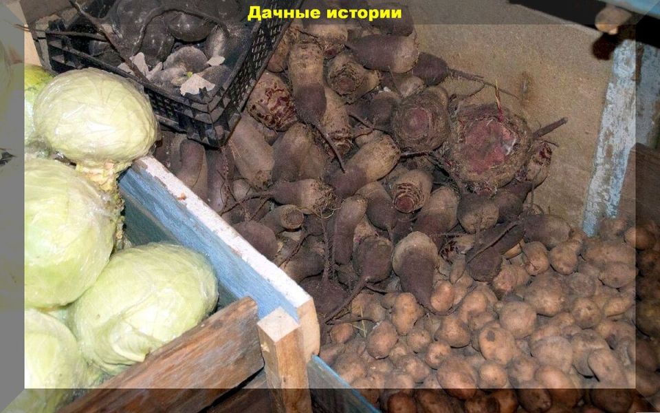 ��� ��������� �����: ������ ������ ��� �������, ��������� � �����������