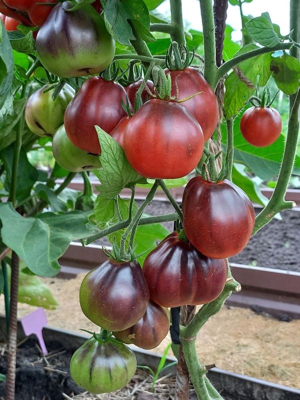 ���������� ����� � ���� �������: ���������� �������� ������