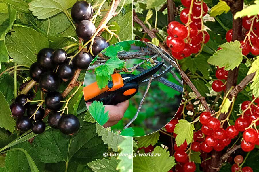 ������� ���������: ������ �� ����� �� ���������