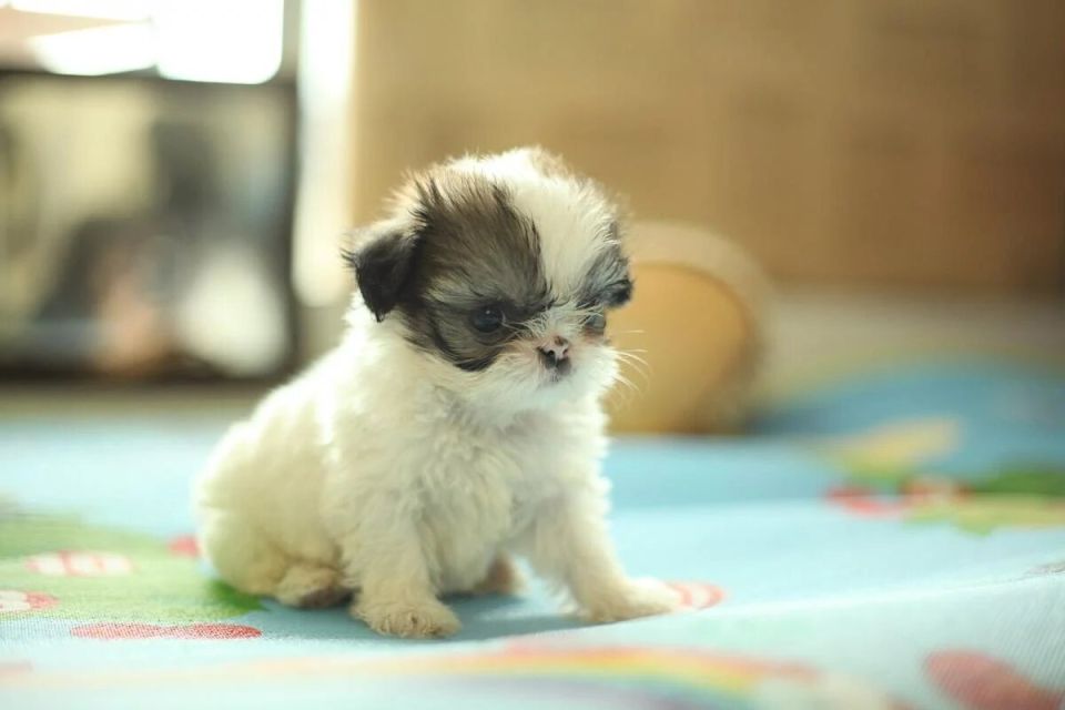 �������� �������: ����������� ������� ����� ��������� ����� �����