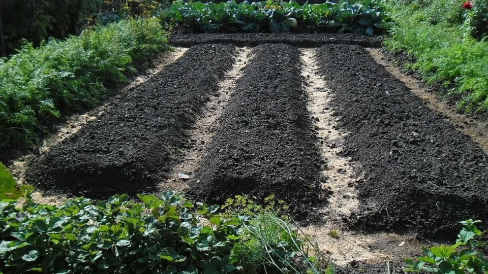 ��� ������� ������ � ������� �������� �������� ������ ������ �������