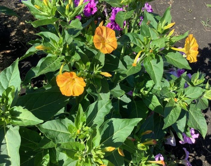 ���������: ������� ����������� ������ ���������