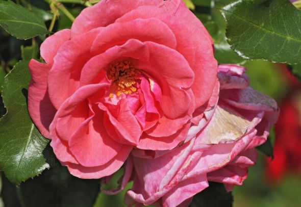 ��������� ����: ������ ����� ������ ��������, ������ ��� �������� �� ����