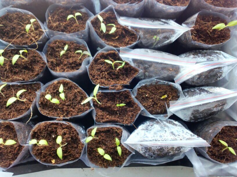 ����� ������� ������� �����: ��������� ��� ���?