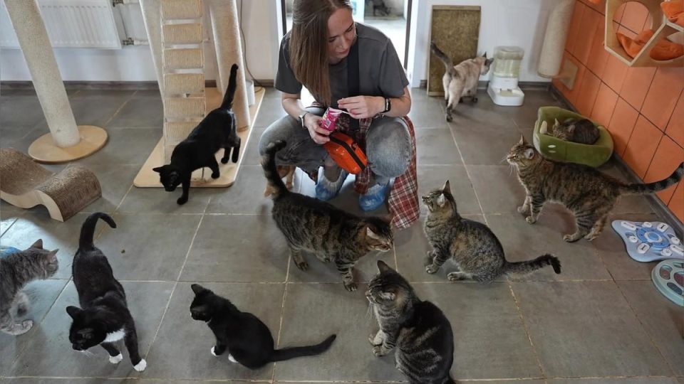 � ���������� ��������������� ����� ����� ������ ����� �� ��������