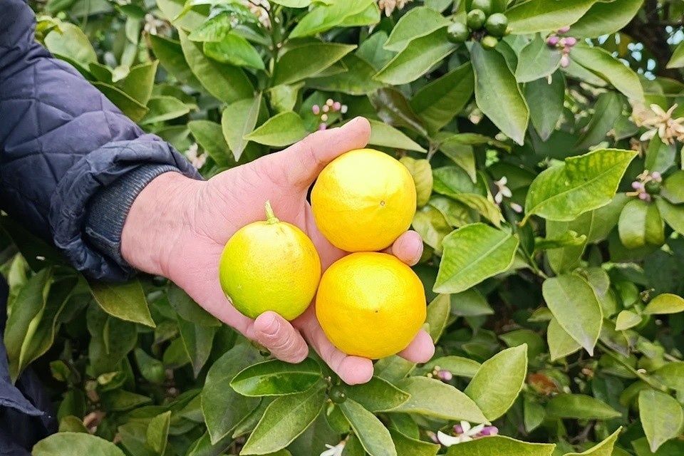 ����������� ��������, ����������� ������ �����