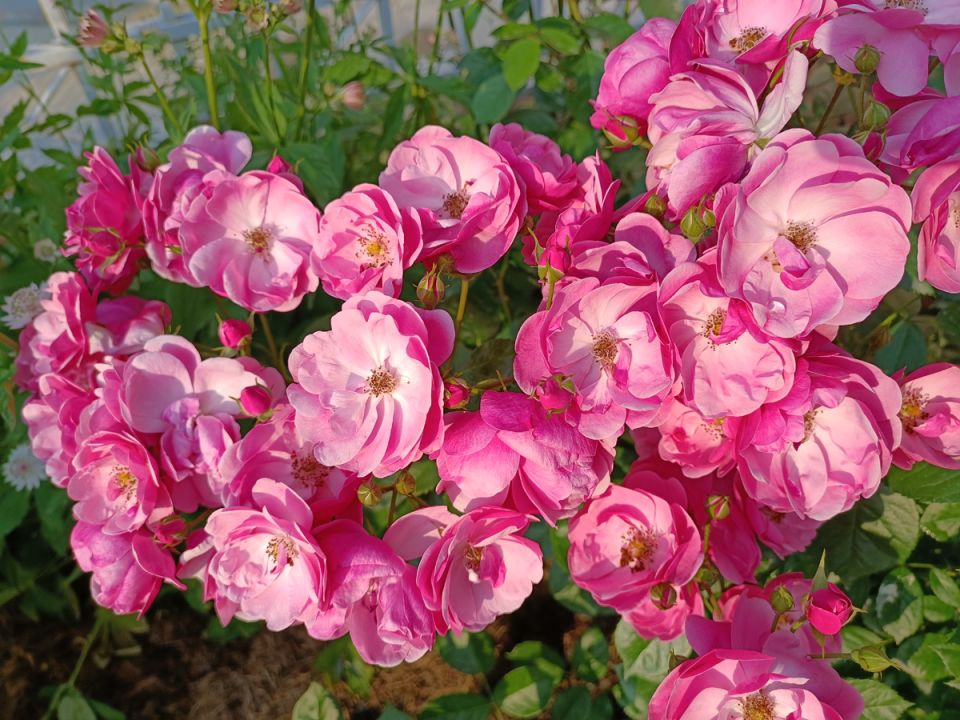 ������ � ��������� ����� ��� ������������ ��������