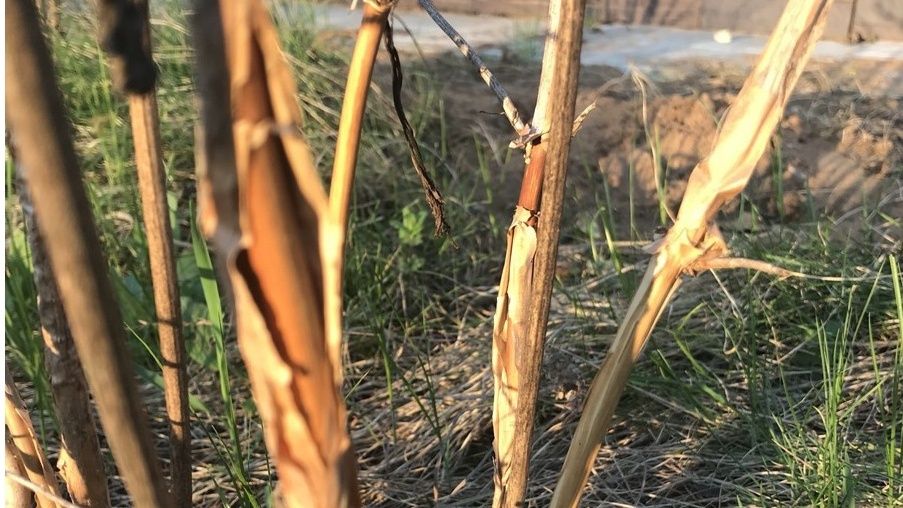 ��� ������� ���� ���� �� ��������� ������� ������