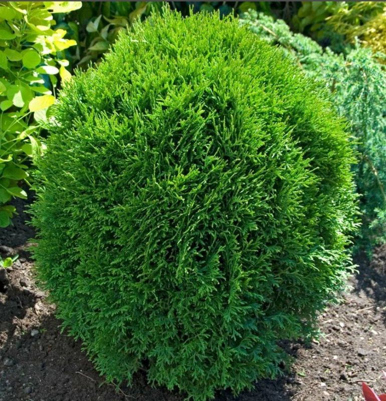 ��� ����� ���������� ���: ���� ������� ��������