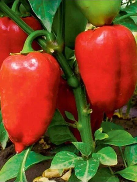 ��� ��������� ����� ���������: ������� ������� � �������� ������