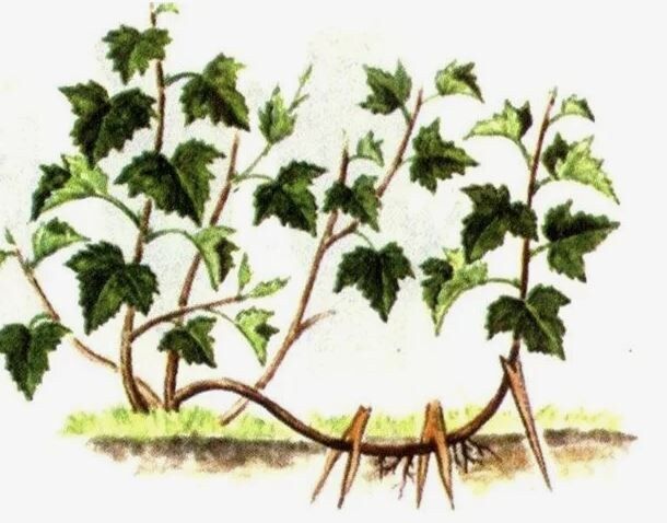 ��� ��������� ���������� ������ ���������: ������ ��� ���������